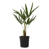 Plant in a Box Chinese Waaierpalm - Trachycarpus Fortunei - Hoogte 35-45cm - ⌀15cm