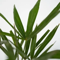 Plant in a Box Chinese Waaierpalm - Trachycarpus Fortunei - Hoogte 35-45cm - ⌀15cm