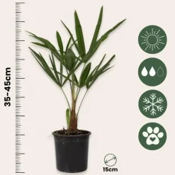 Plant in a Box Chinese Waaierpalm - Trachycarpus Fortunei - Hoogte 35-45cm - ⌀15cm