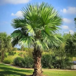 Plant in a Box Chinese Waaierpalm - Trachycarpus Fortunei - Hoogte 35-45cm - ⌀15cm