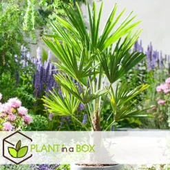 Plant in a Box Chinese Waaierpalm - Trachycarpus Fortunei - Hoogte 35-45cm - ⌀15cm