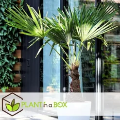 Plant in a Box Chinese Waaierpalm - Trachycarpus Fortunei - Hoogte 35-45cm - ⌀15cm