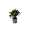 Plant in a Box Christusdoorn - Euphorbia 'Milii' - Hoogte 25-35cm - ⌀13cm