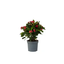 Plant in a Box Christusdoorn - Euphorbia 'Milii' - Hoogte 25-35cm - ⌀13cm