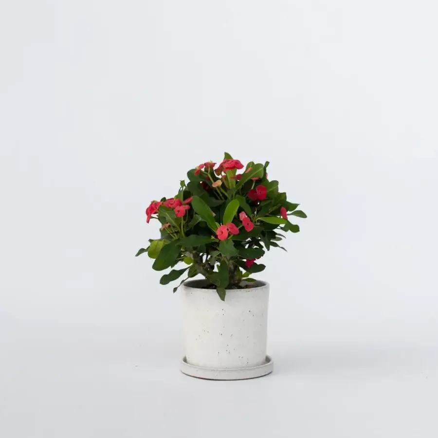 Plant in a Box Christusdoorn - Euphorbia 'Milii' - Hoogte 25-35cm - ⌀13cm