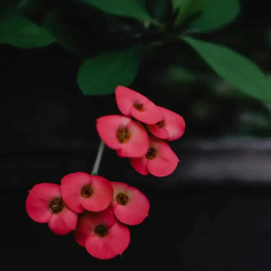 Plant in a Box Christusdoorn - Euphorbia 'Milii' - Hoogte 25-35cm - ⌀13cm