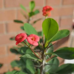 Plant in a Box Christusdoorn - Euphorbia 'Milii' - Hoogte 25-35cm - ⌀13cm