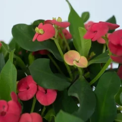 Plant in a Box Christusdoorn - Euphorbia 'Milii' - Hoogte 25-35cm - ⌀13cm