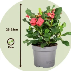 Plant in a Box Christusdoorn - Euphorbia 'Milii' - Hoogte 25-35cm - ⌀13cm