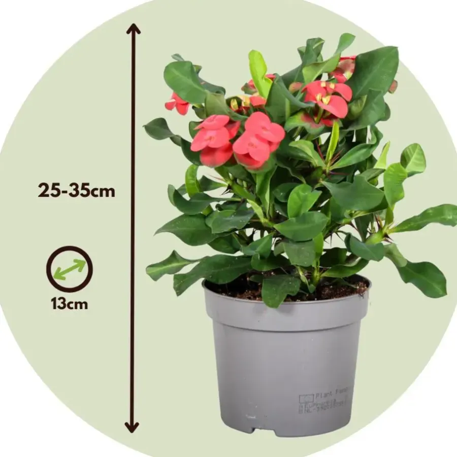 Plant in a Box Christusdoorn - Euphorbia 'Milii' - Hoogte 25-35cm - ⌀13cm