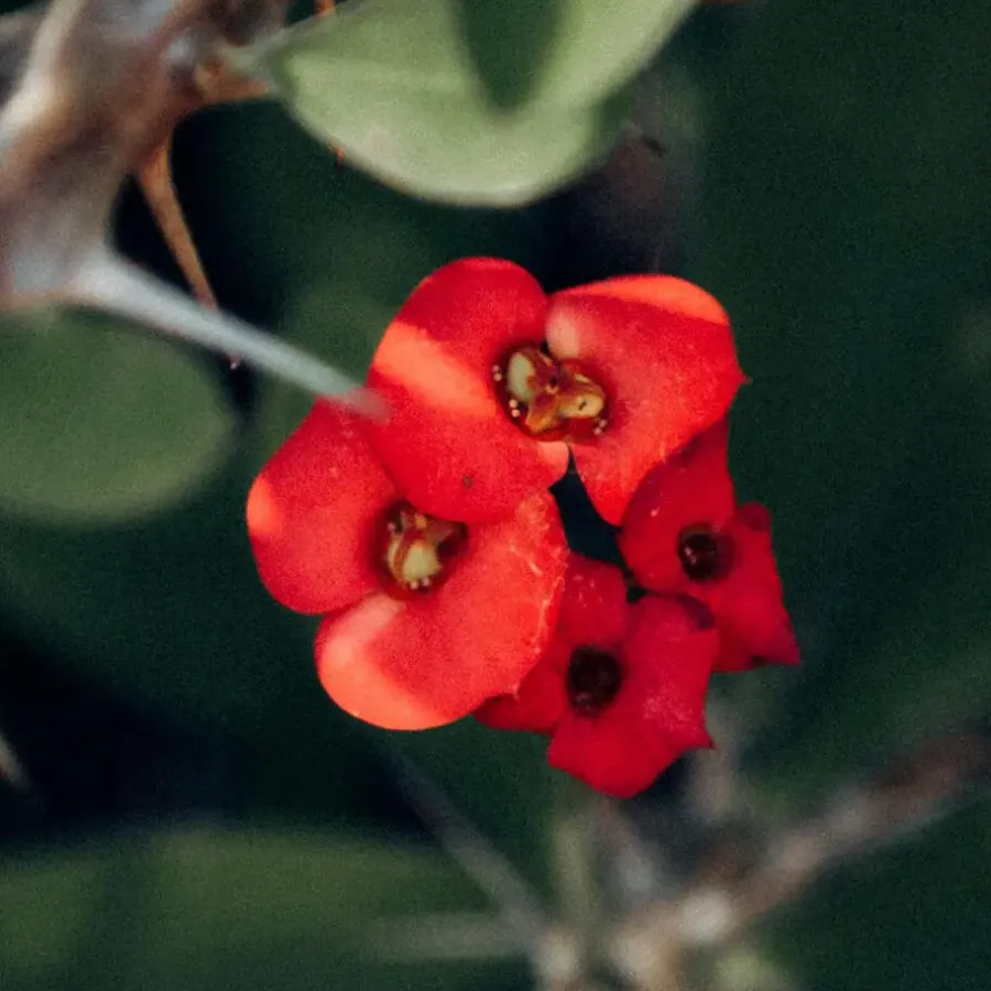 Plant in a Box Christusdoorn - Euphorbia 'Milii' - Hoogte 25-35cm - ⌀13cm