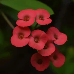 Plant in a Box Christusdoorn - Euphorbia 'Milii' - Hoogte 25-35cm - ⌀13cm