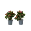 Plant in a Box Christusdoorn - Set van 2 - Euphorbia 'Milii' - Hoogte 25-35cm - ⌀13cm