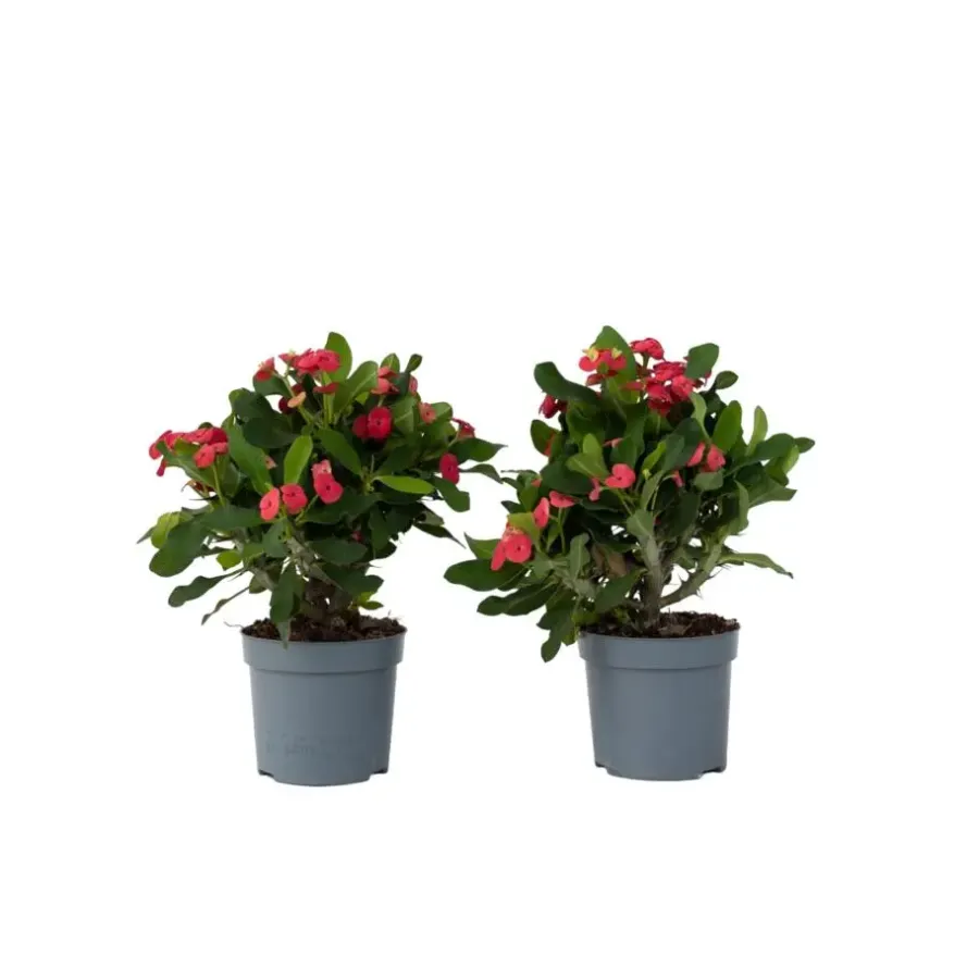 Plant in a Box Christusdoorn - Set van 2 - Euphorbia 'Milii' - Hoogte 25-35cm - ⌀13cm
