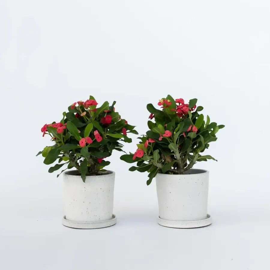 Plant in a Box Christusdoorn - Set van 2 - Euphorbia 'Milii' - Hoogte 25-35cm - ⌀13cm