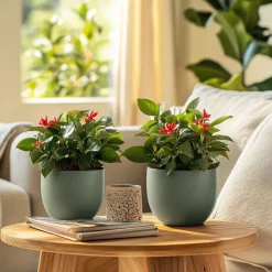 Plant in a Box Christusdoorn - Set van 2 - Euphorbia 'Milii' - Hoogte 25-35cm - ⌀13cm