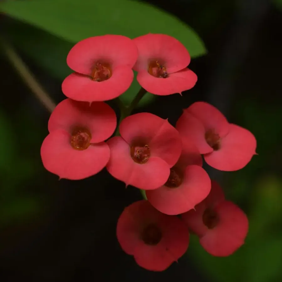 Plant in a Box Christusdoorn - Set van 2 - Euphorbia 'Milii' - Hoogte 25-35cm - ⌀13cm