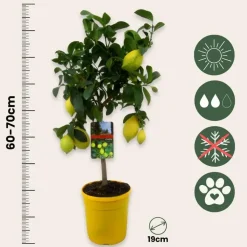 Planten|Tuinplanten-Plant in a Box Citroenboom - Citrus limon - Hoogte 60-70cm - ⌀19cm