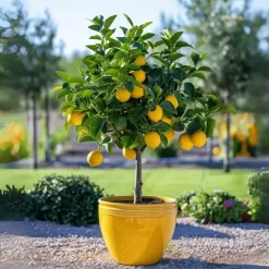 Plant in a Box Citroenboom - Citrus limon - Hoogte 60-70cm - ⌀19cm