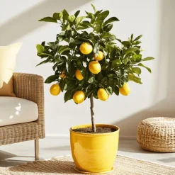 Plant in a Box Citroenboom - Citrus limon - Hoogte 60-70cm - ⌀19cm