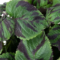 Plant in a Box Coleus 'Tiger' - Siernetel - Hoogte 25-35cm - ø17cm