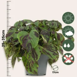 Plant in a Box Coleus 'Tiger' - Siernetel - Hoogte 25-35cm - ø17cm