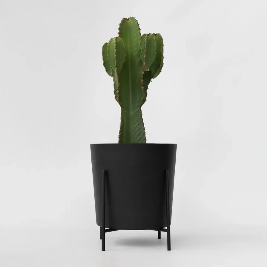 Kamerplanten-Plant in a Box Cowboycactus - Euphorbia ingens - Hoogte 85-95cm - ⌀24cm