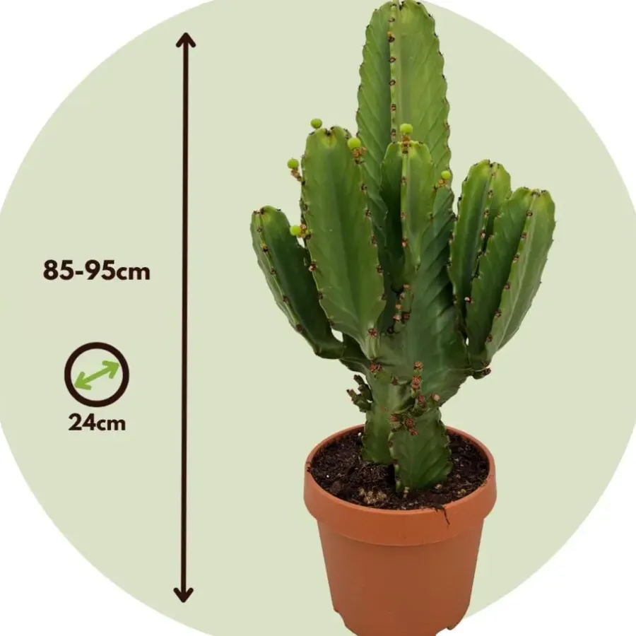 Kamerplanten-Plant in a Box Cowboycactus - Euphorbia ingens - Hoogte 85-95cm - ⌀24cm