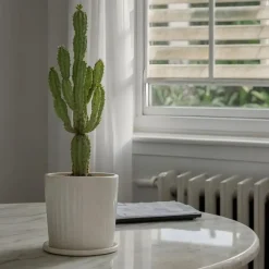 Kamerplanten-Plant in a Box Cowboycactus - Euphorbia ingens - Hoogte 50-60cm - ⌀17cm