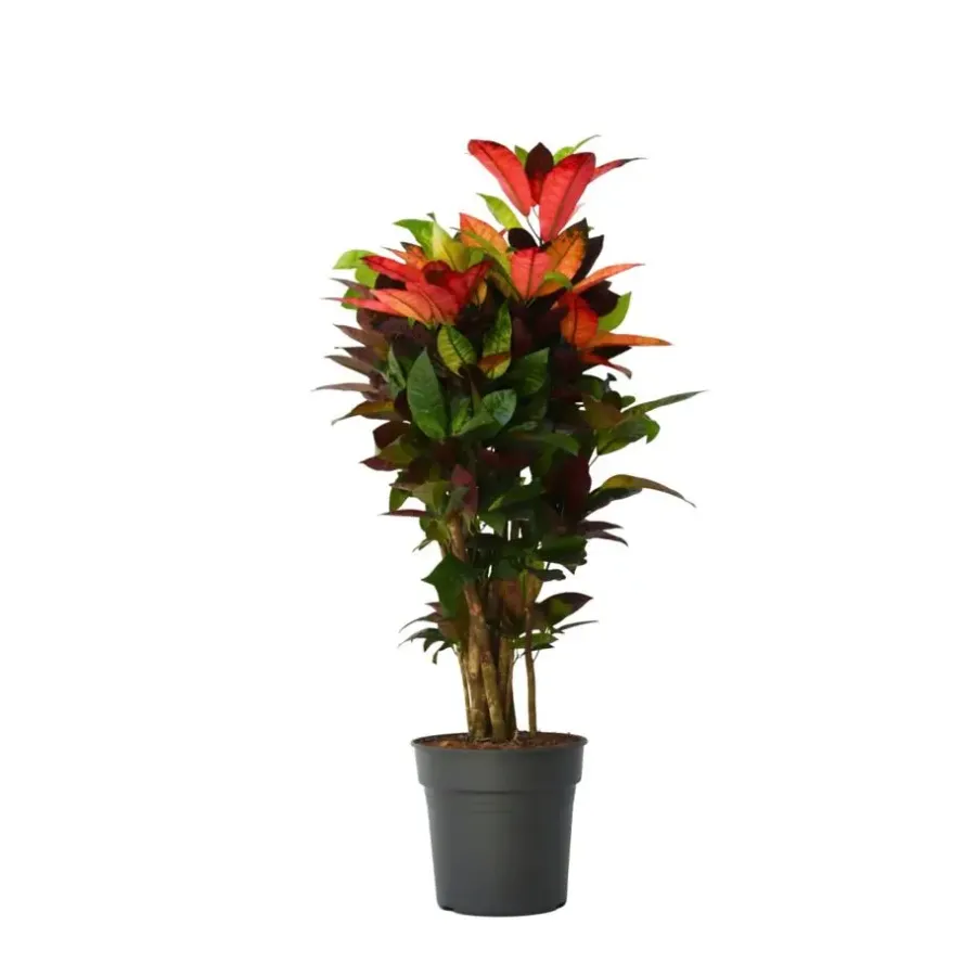 Plant in a Box Croton - Codiaeum variegatum 'Mrs. Iceton' - Hoogte 90-100cm - Pot 27cm
