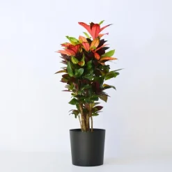Plant in a Box Croton - Codiaeum variegatum 'Mrs. Iceton' - Hoogte 90-100cm - Pot 27cm