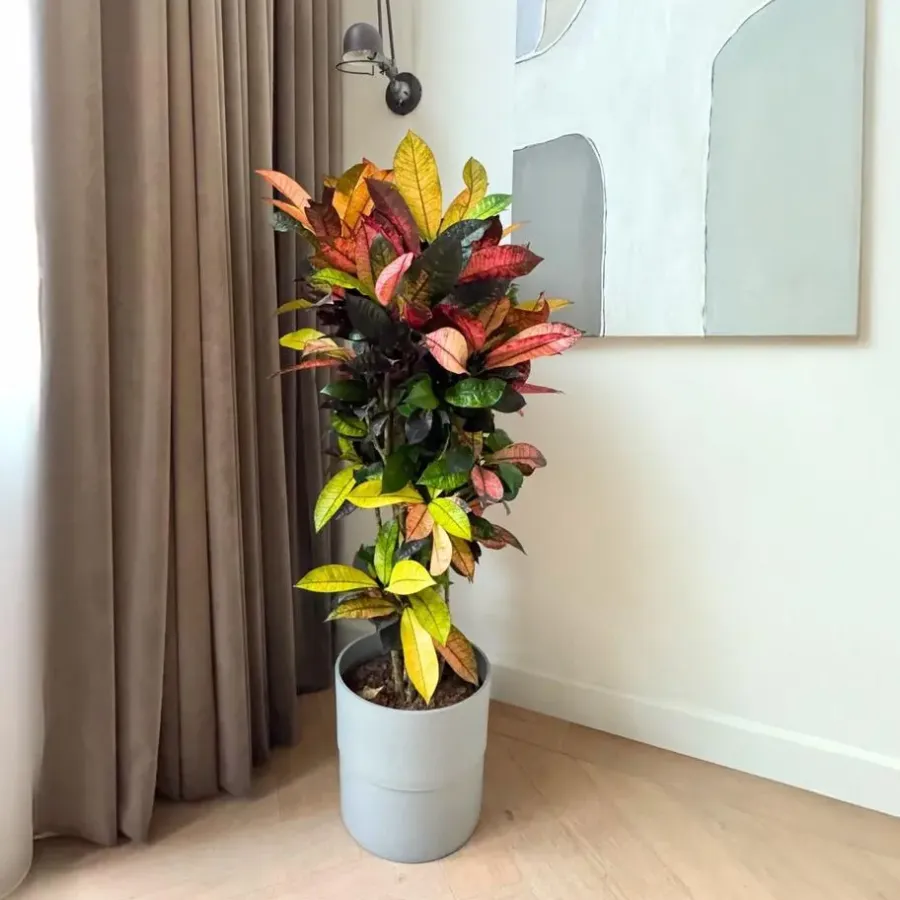 Plant in a Box Croton - Codiaeum variegatum 'Mrs. Iceton' - Hoogte 90-100cm - Pot 27cm