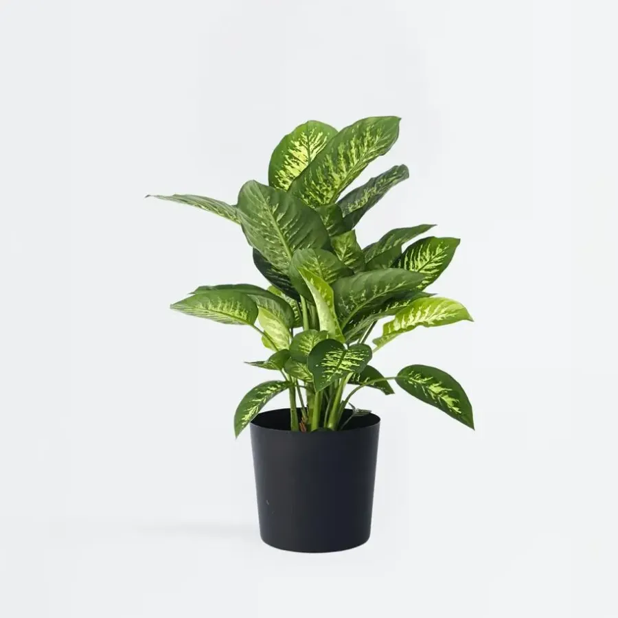 Kamerplanten-Plant in a Box Dief van Bagdad - Dieffenbachia 'Tropic' - Hoogte 70-80cm - ⌀24cm