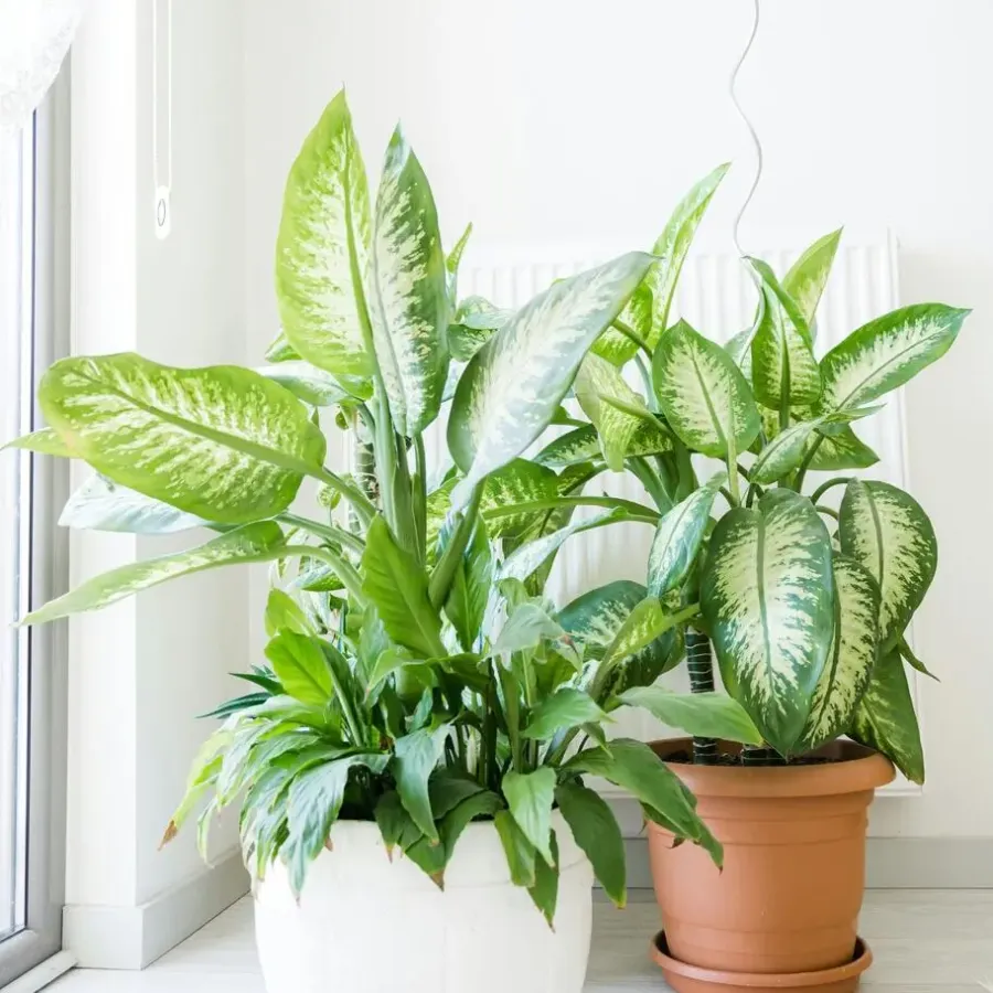 Kamerplanten-Plant in a Box Dief van Bagdad - Dieffenbachia 'Tropic' - Hoogte 70-80cm - ⌀24cm