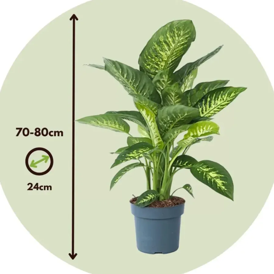 Kamerplanten-Plant in a Box Dief van Bagdad - Dieffenbachia 'Tropic' - Hoogte 70-80cm - ⌀24cm