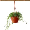 Plant in a Box Dolfijnenplant - Senecio peregrinus - Hoogte 10-20cm - ⌀12cm