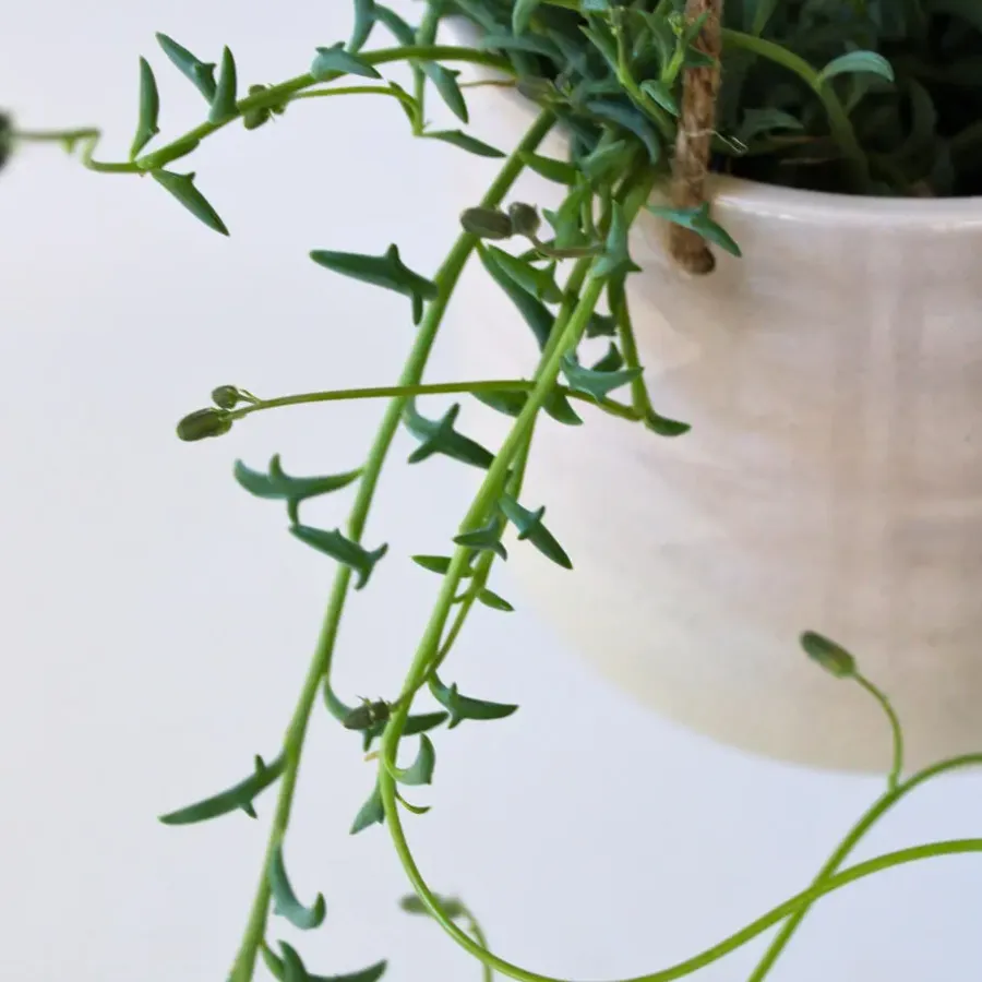 Plant in a Box Dolfijnenplant - Senecio peregrinus - Hoogte 10-20cm - ⌀12cm