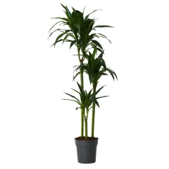 Plant in a Box Drakenbloedboom - Dracaena deremensis 'Janet Craig' - Hoogte 140-150cm - ⌀24cm