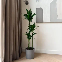 Plant in a Box Drakenbloedboom - Dracaena deremensis 'Janet Craig' - Hoogte 140-150cm - ⌀24cm