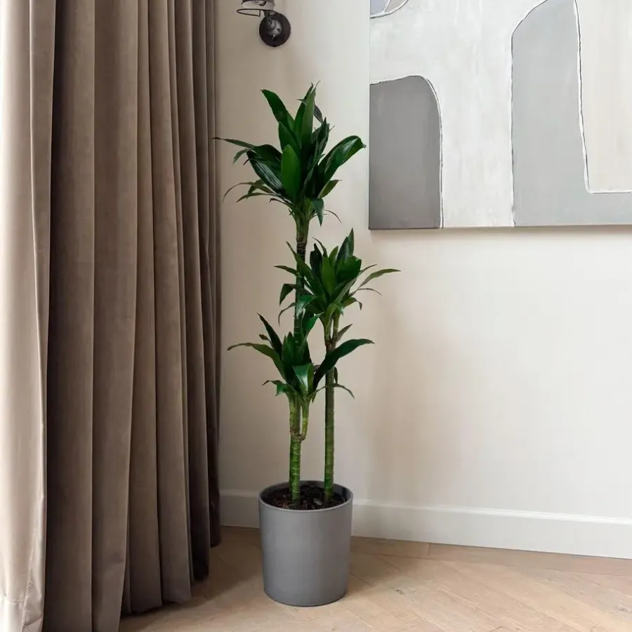 Plant in a Box Drakenbloedboom - Dracaena deremensis 'Janet Craig' - Hoogte 140-150cm - ⌀24cm