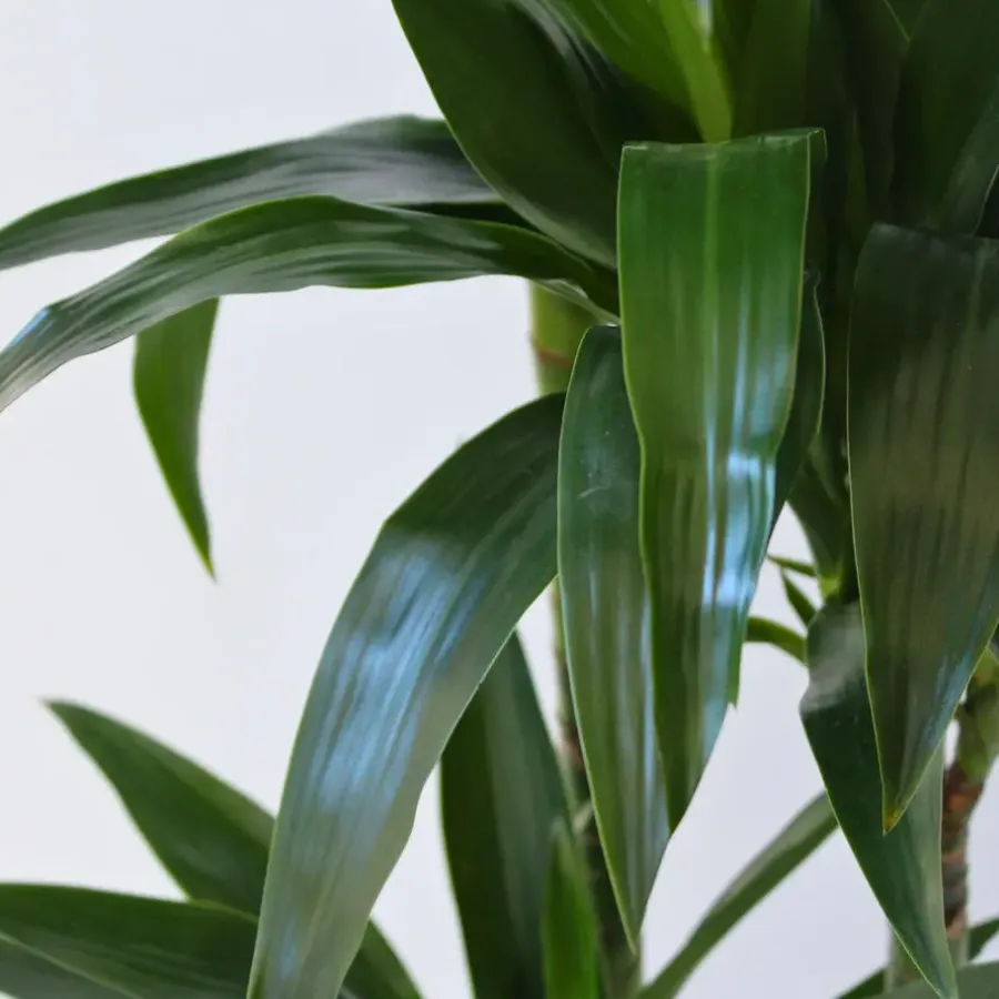 Plant in a Box Drakenbloedboom - Dracaena deremensis 'Janet Craig' - Hoogte 140-150cm - ⌀24cm