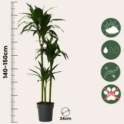 Plant in a Box Drakenbloedboom - Dracaena deremensis 'Janet Craig' - Hoogte 140-150cm - ⌀24cm