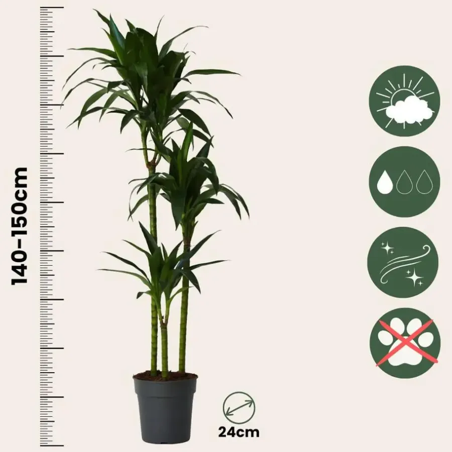 Plant in a Box Drakenbloedboom - Dracaena deremensis 'Janet Craig' - Hoogte 140-150cm - ⌀24cm