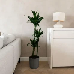 Plant in a Box Drakenbloedboom - Dracaena deremensis 'Janet Craig' - Hoogte 140-150cm - ⌀24cm