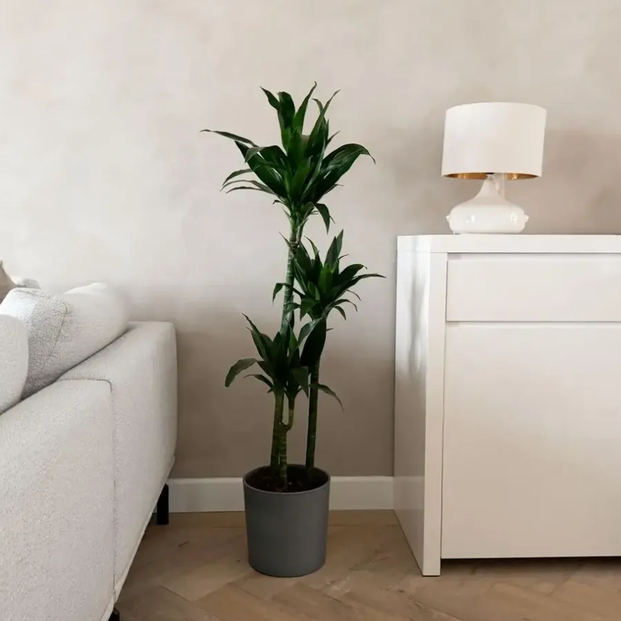 Plant in a Box Drakenbloedboom - Dracaena deremensis 'Janet Craig' - Hoogte 140-150cm - ⌀24cm