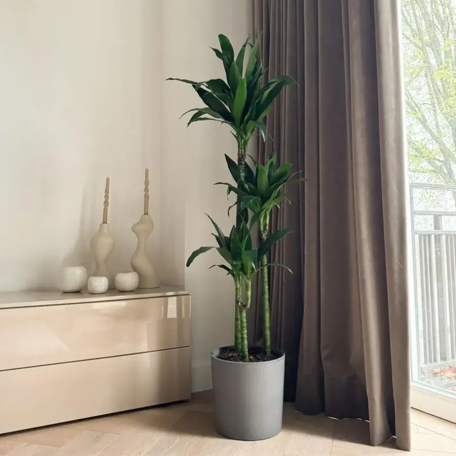 Plant in a Box Drakenbloedboom - Dracaena deremensis 'Janet Craig' - Hoogte 140-150cm - ⌀24cm