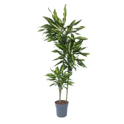 Plant in a Box Drakenbloedboom - Dracaena fragrans 'Cintho' - Hoogte 140-150cm - ⌀24cm