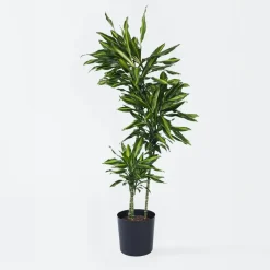 Plant in a Box Drakenbloedboom - Dracaena fragrans 'Cintho' - Hoogte 140-150cm - ⌀24cm