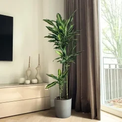 Plant in a Box Drakenbloedboom - Dracaena fragrans 'Cintho' - Hoogte 140-150cm - ⌀24cm