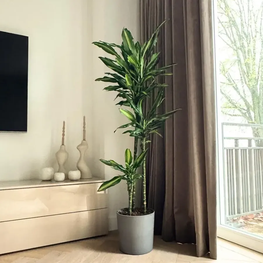 Plant in a Box Drakenbloedboom - Dracaena fragrans 'Cintho' - Hoogte 140-150cm - ⌀24cm
